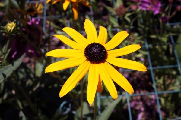 13 yapraklı sarı çiçek