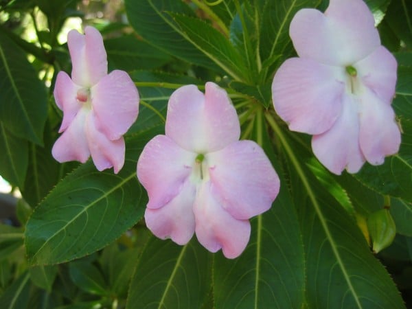 3 adet pembe çiçek