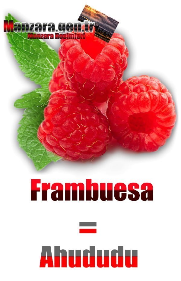 Ahududu İspanyolcası (Frambuesa)