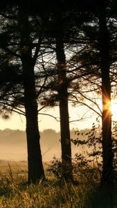 Alabama iPhone 6 Plus