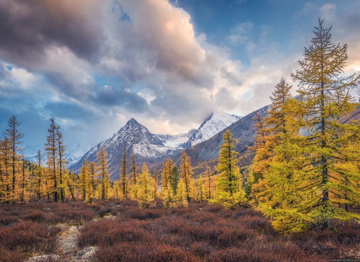 Altay Dağları Ormanlar