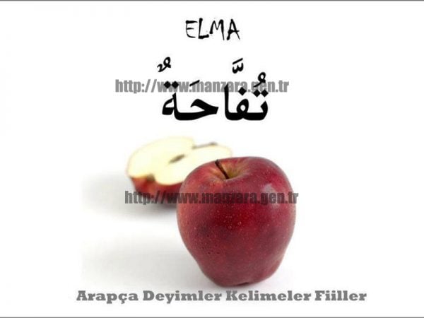 Arapça elma yazısı ve resmi