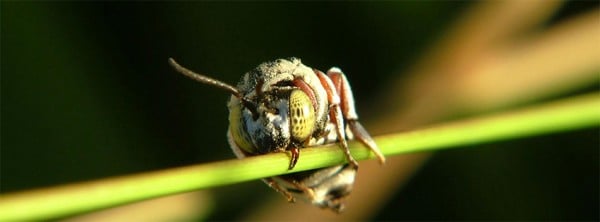 Arı Facebook Kapağı