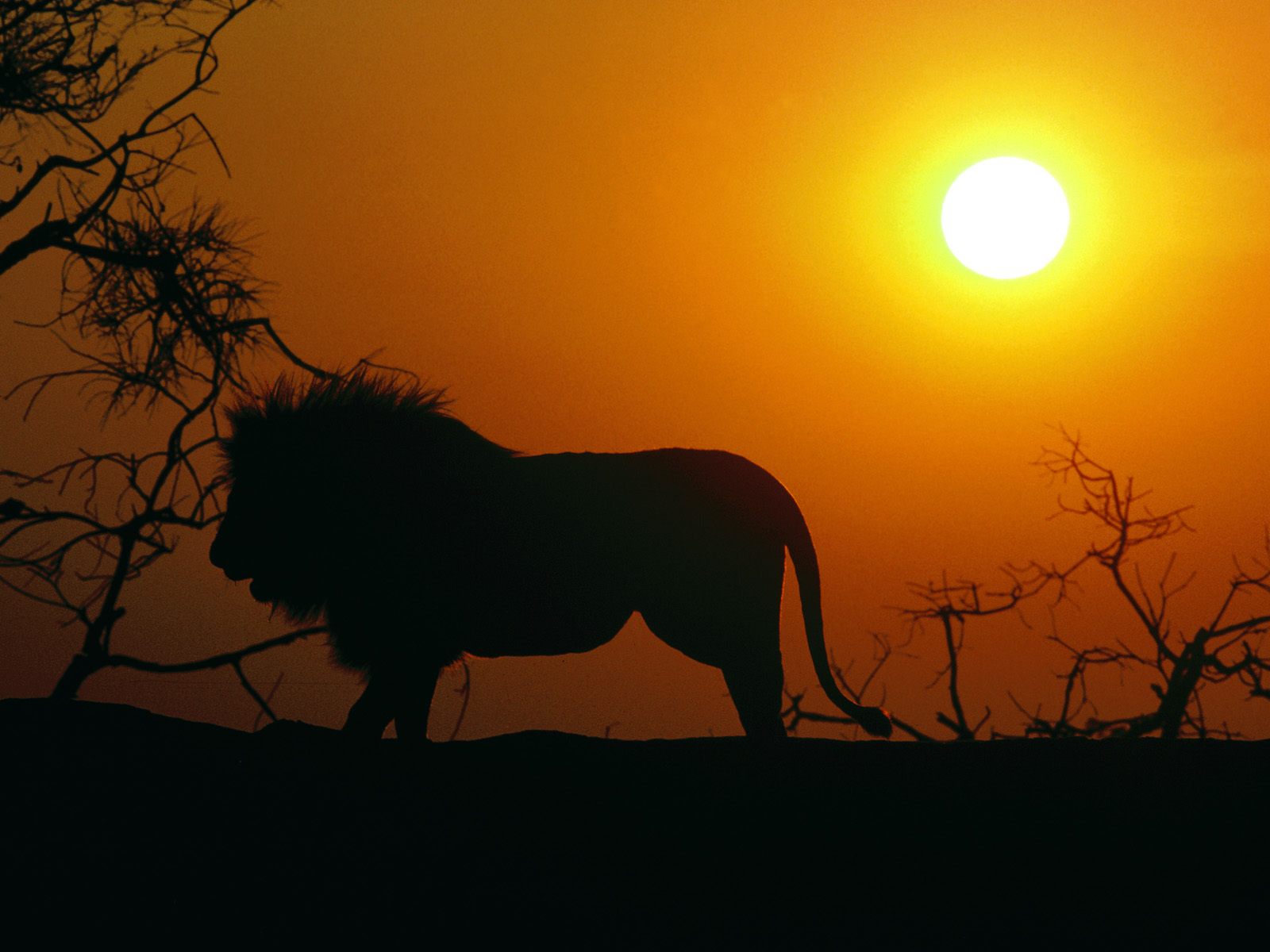 Обои Животные, африканский лев на фоне заката, на рабочий стол