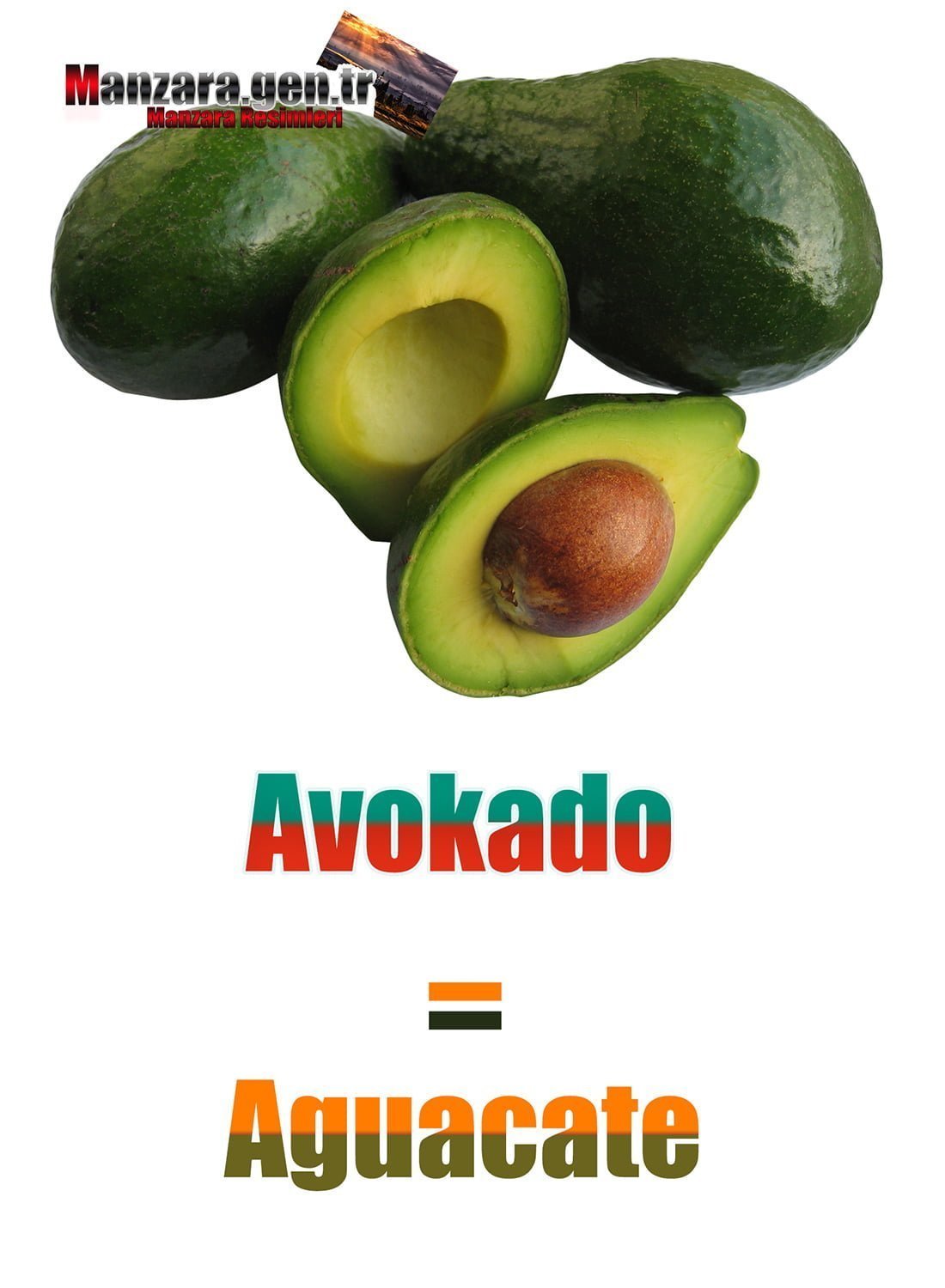 Avokado İspanyolcası (Aguacate)