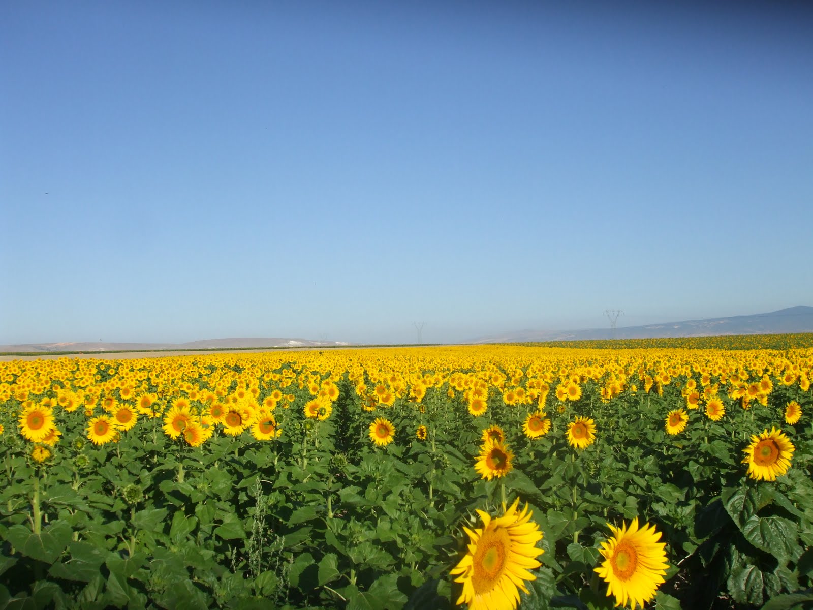 Ayçiçeği Tarlası