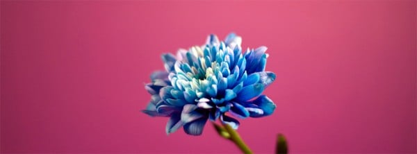 Aşk Çiçeği Facebook Kapağı
