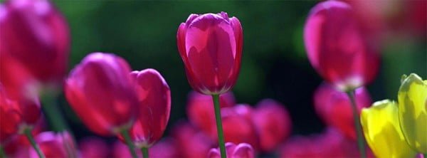 Bahar Laleleri Facebook Kapağı