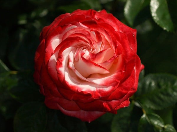 Beyazlı kırmızı gül