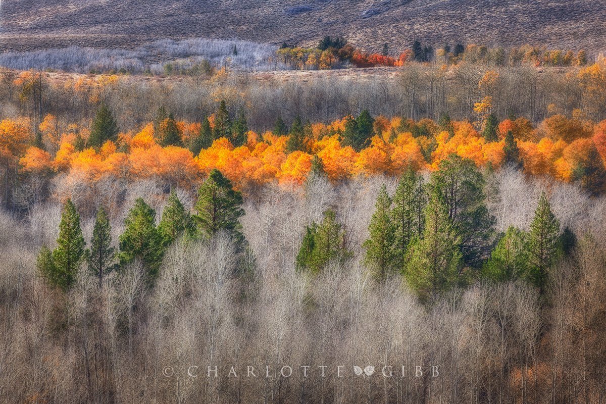 California Ormanları