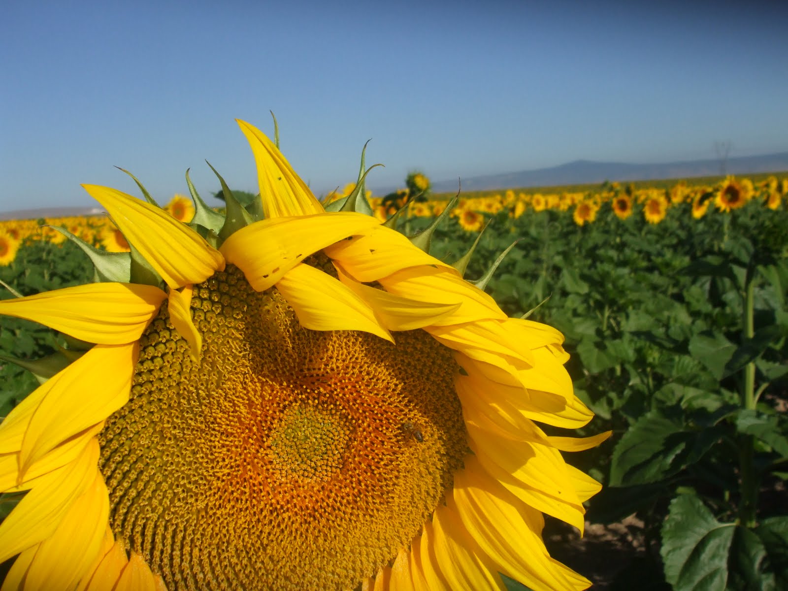 Dayanıklı Bitki Ayçiçeği