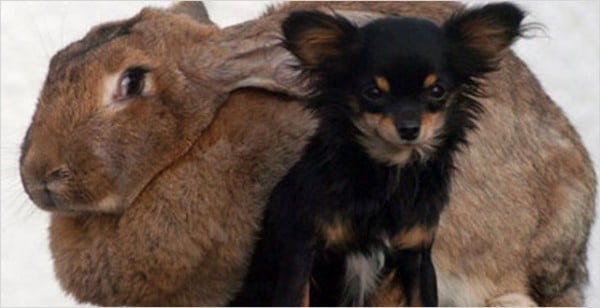 Dünyanın En Büyük Tavşanı