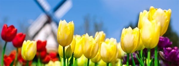 Facebook Kapağı Laleler