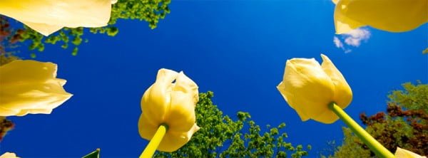 Facebook Kapağı Sarı Laleler