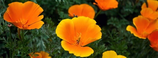 Facebook Kapağı için Sarı Çiçekler