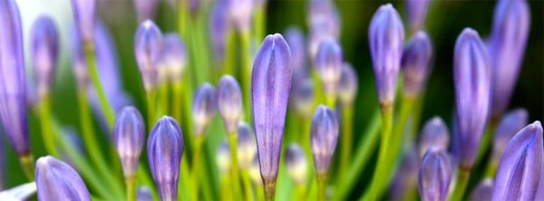 Facebook Çiçek Kapakları