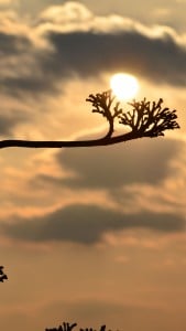 Fransa Gün Batımı