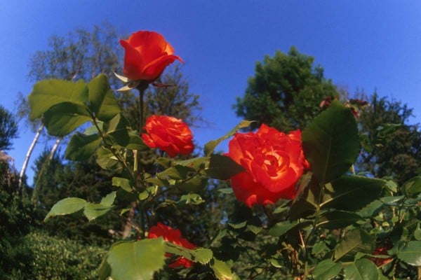 Gonca - kırmızı güller
