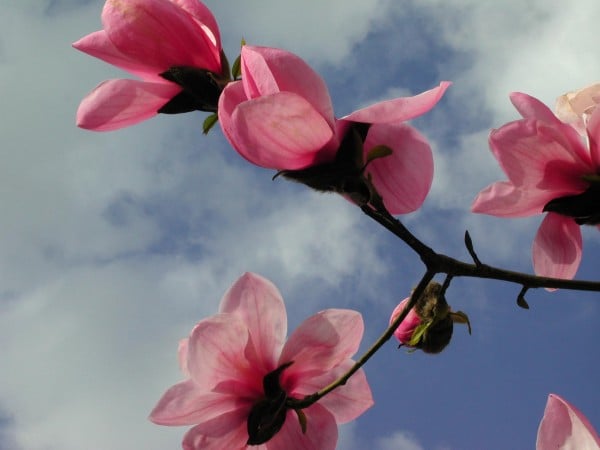 Gökyüzülü pembe çiçekler