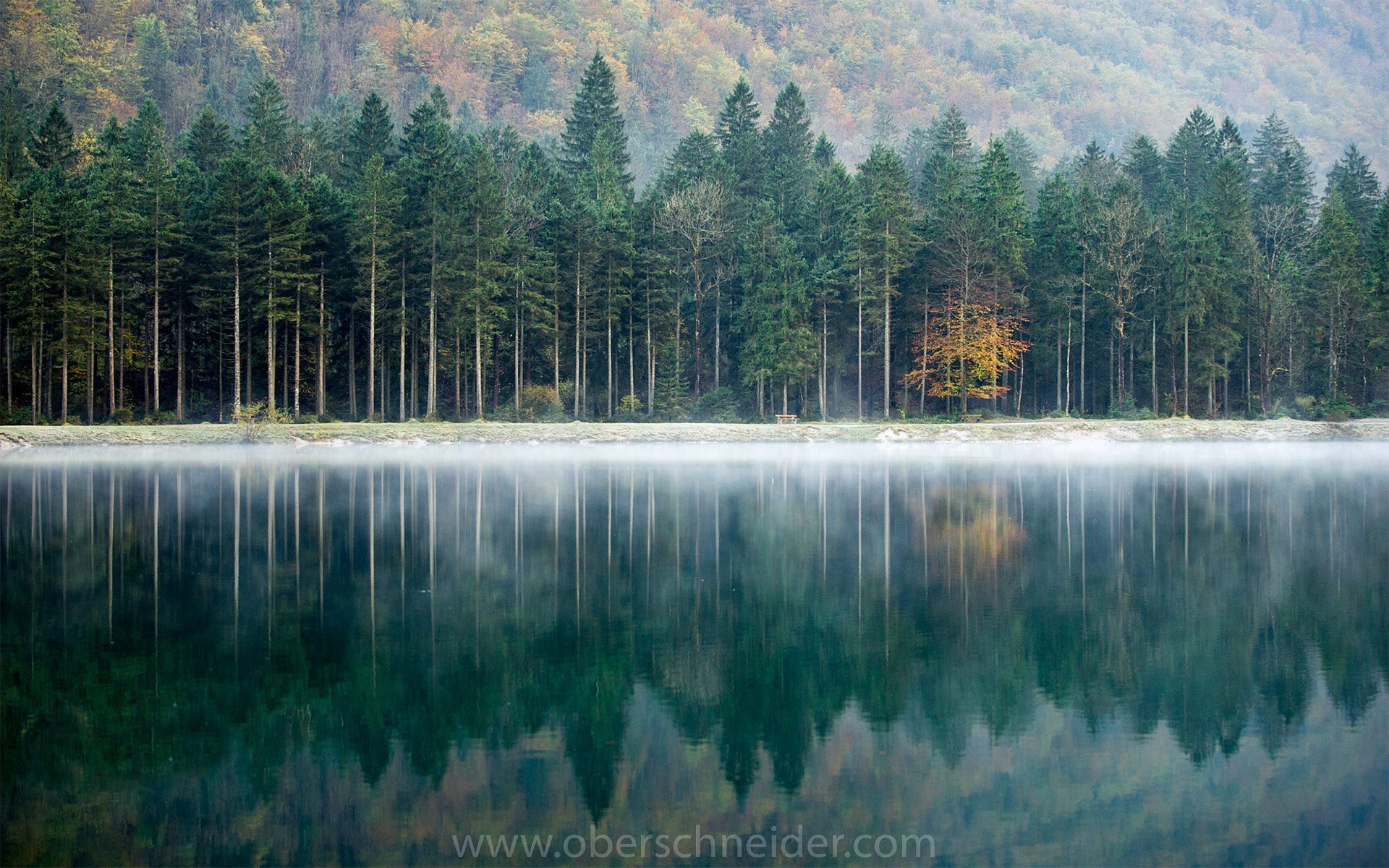 Dünyadan orman manzaraları