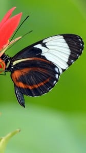 Güzel Kelebek 1080x1920