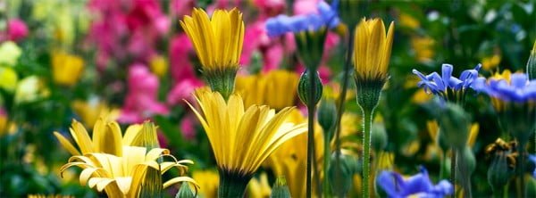 Güzel Çiçekli Facebook Kapakları