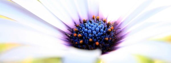 Harika Beyaz Çiçekler Facebook Kapağı