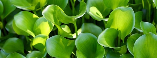 Harika Yeşil Yapraklar Facebook Kapağı