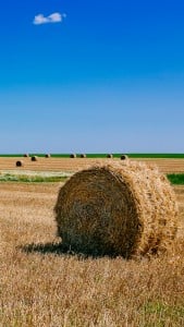 Harman Manzarası iPhone 6 Plus