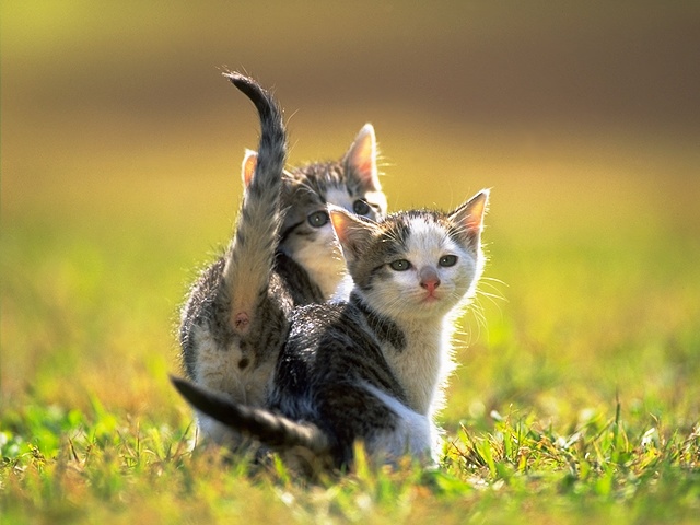 Kedi resimleri