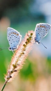 Kelebekler 1080x1920