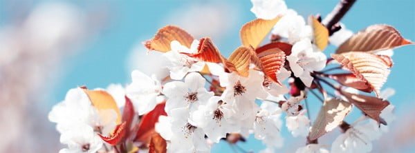 Kiraz Çiçeği Facebook Kapağı