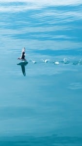 Kuş Resmi iPhone 6 Plus