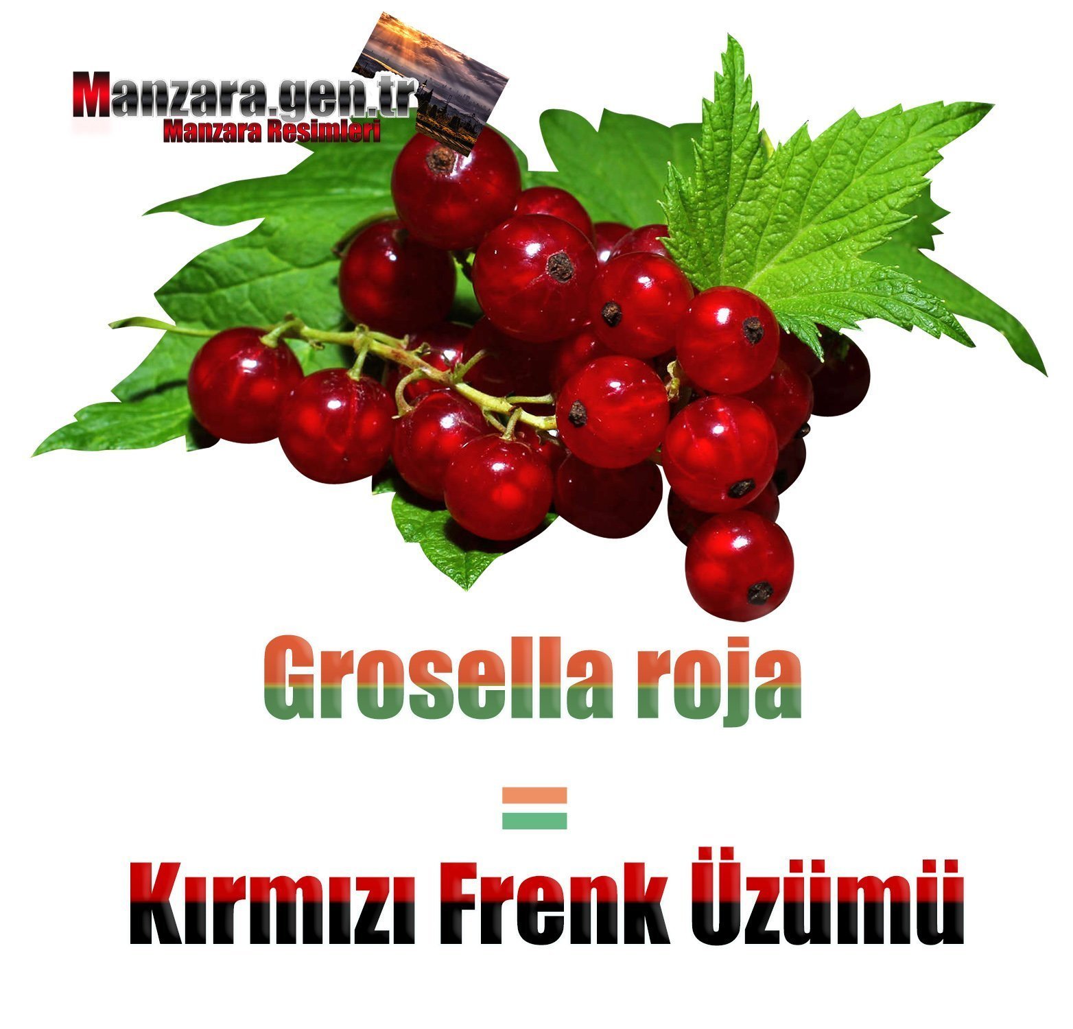 İspanyolca Meyve İsimleri - Kırmızı Frenk Üzümü İspanyolcası (Grosella roja)