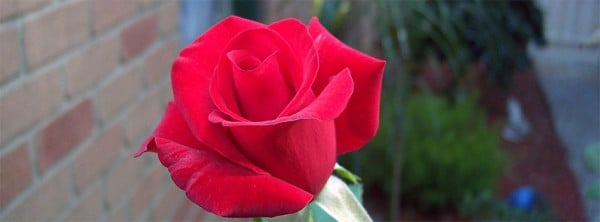 Kırmızı Gül Facebook Kapağı