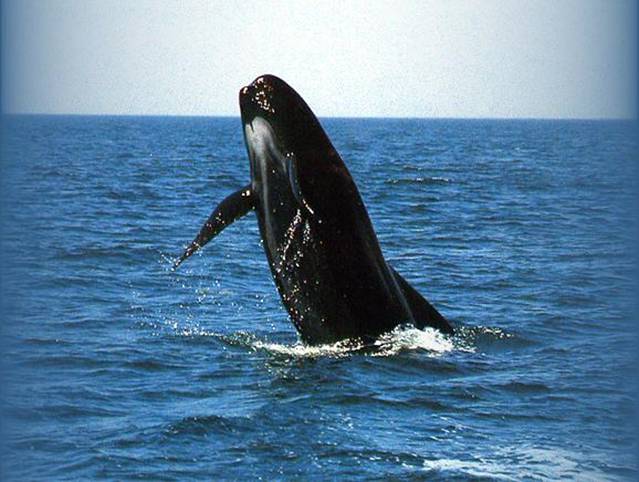 KATİL BALİNA ORCA BELGESELİ