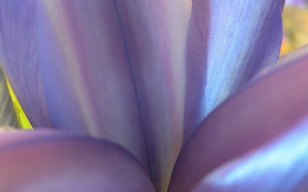 Mavi morlu çiçek fotoğrafı