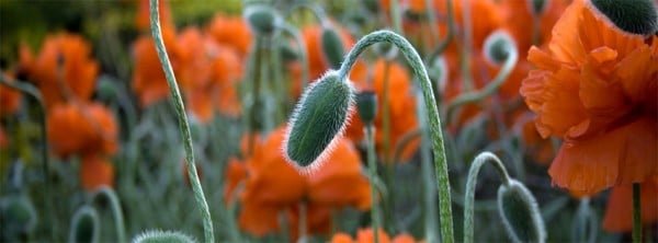 Melankoli Çiçeği Facebook Kapağı