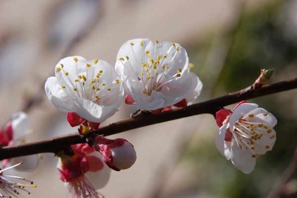 Muhteşem beyaz çiçekler