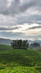Munnar Çay Bahçeleri iPhone 6 Plus