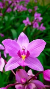 Mükemmel Çiçek Fotoğrafı 1080x1920