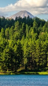 Orman Manzarası iPhone 6 plus