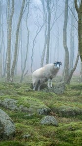 Orman ve Koyun 1080x1920