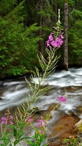 Orman ve Nehir Manzarası