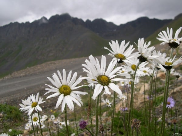 Papatya çiçekli duvar kağıdı