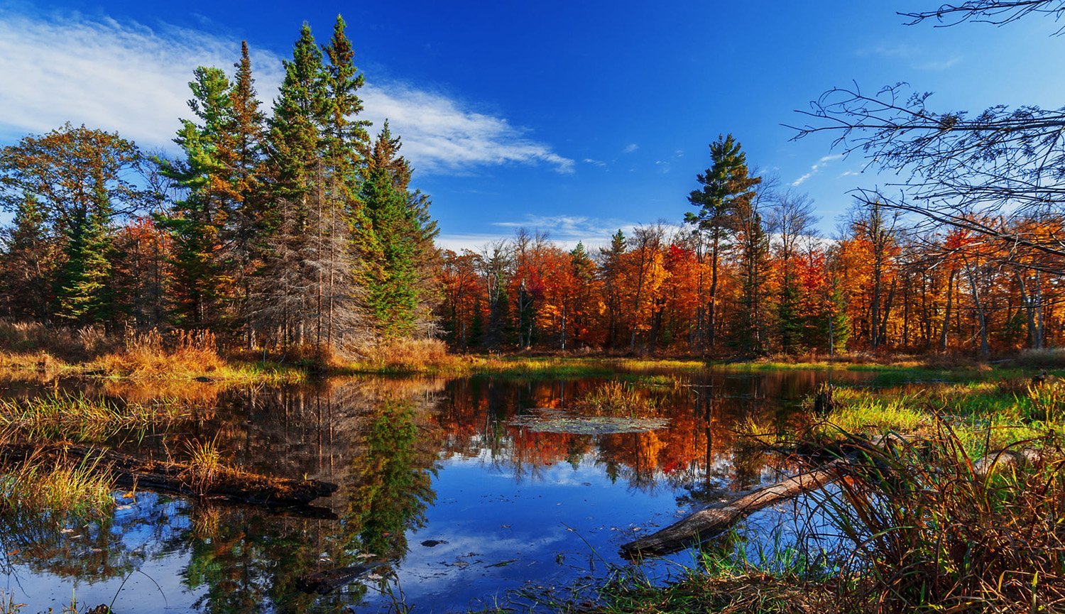 Renkli Orman Manzarası