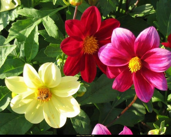 Çiçekli Duvar Kağıtları