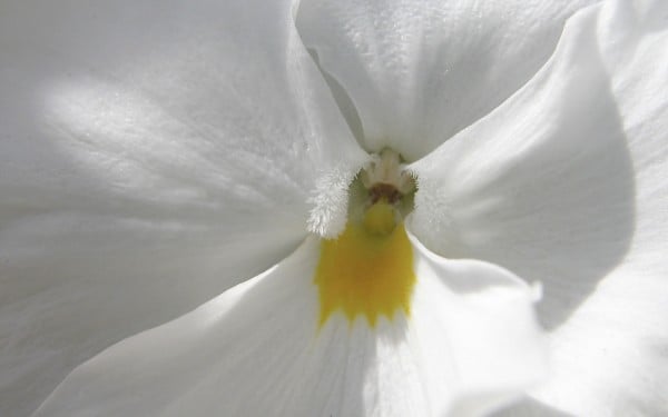 Sarı beyaz tohumlu çiçek