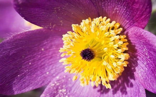 Sarı tohumlu mor çiçek