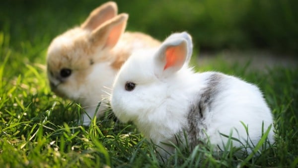 Sevimli Tavşan Resimleri